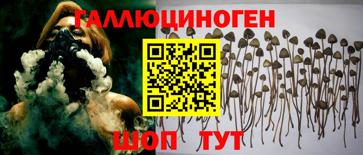 Псилоцибиновые грибы Psilocybine cubensis Стрежевой
